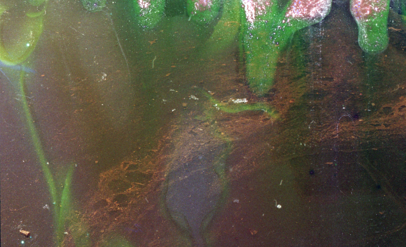 gowanus-canal film photograph