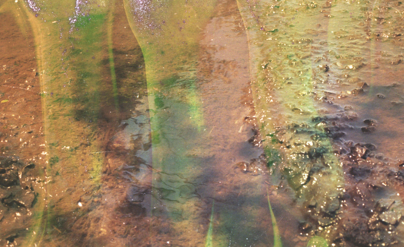 gowanus-canal film photograph