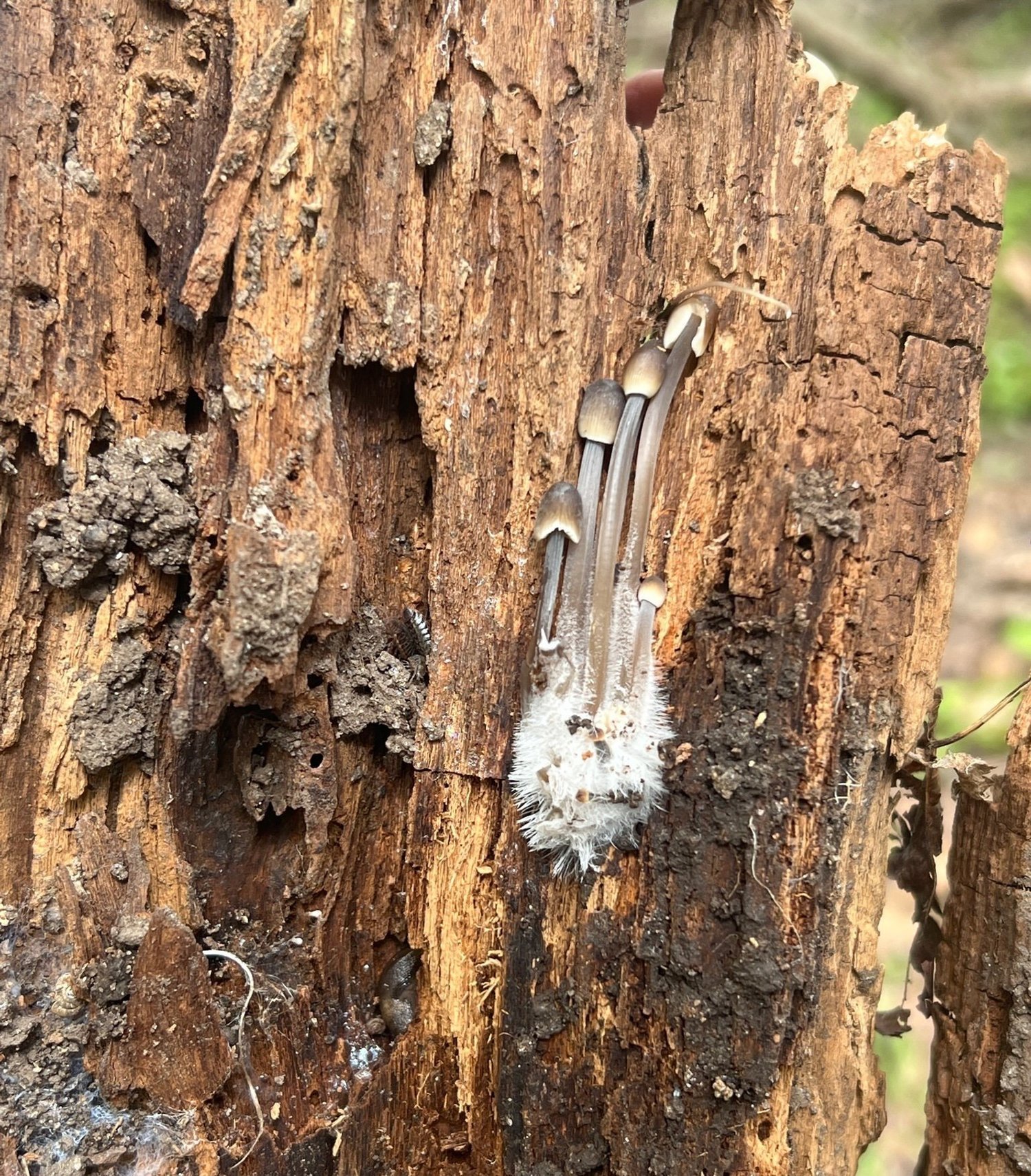 Roots of Renewal, Week 3