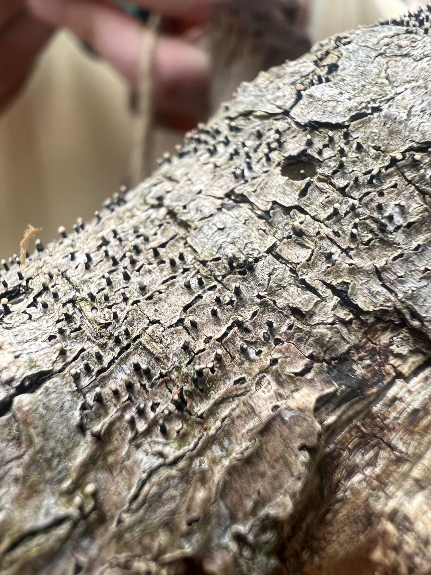 Roots of Renewal, Week 3